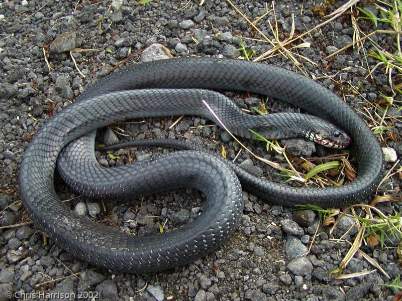 Orizaba Cribo (Drymarchon melanurus orizabensis)