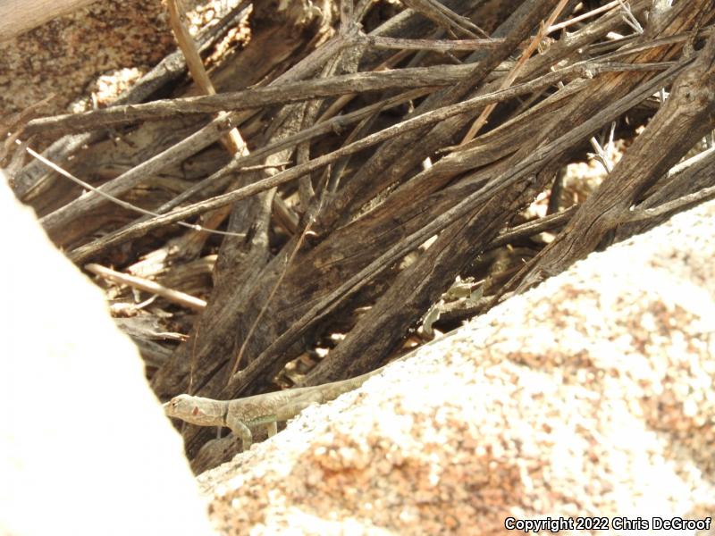 Banded Rock Lizard (Petrosaurus mearnsi)