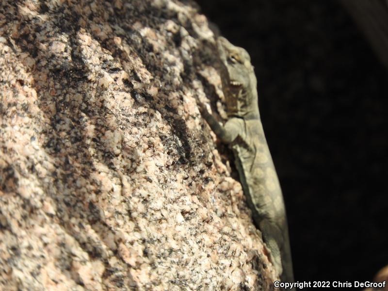 Banded Rock Lizard (Petrosaurus mearnsi)