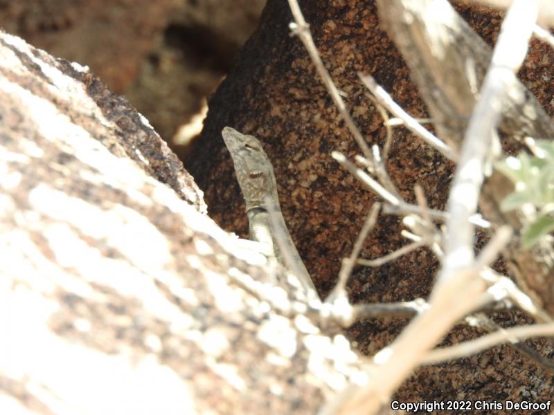 Banded Rock Lizard (Petrosaurus mearnsi)