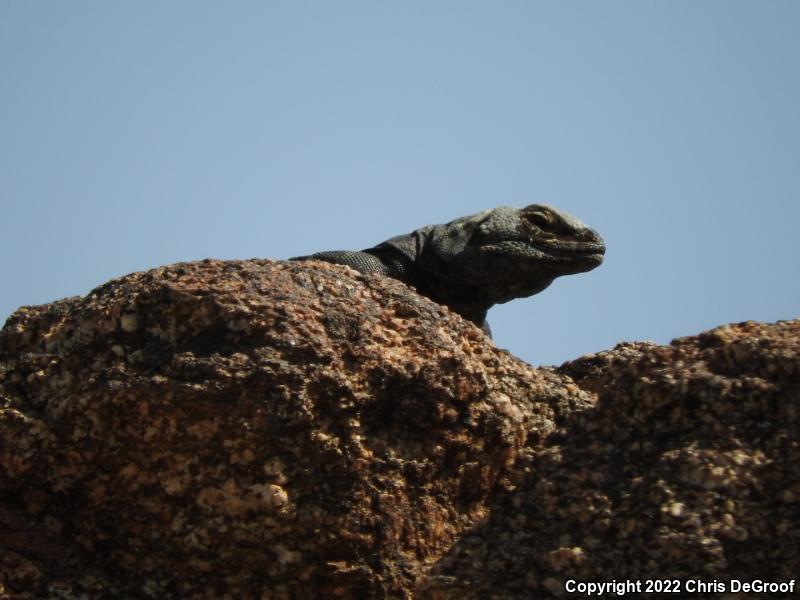 Common Chuckwalla (Sauromalus ater)