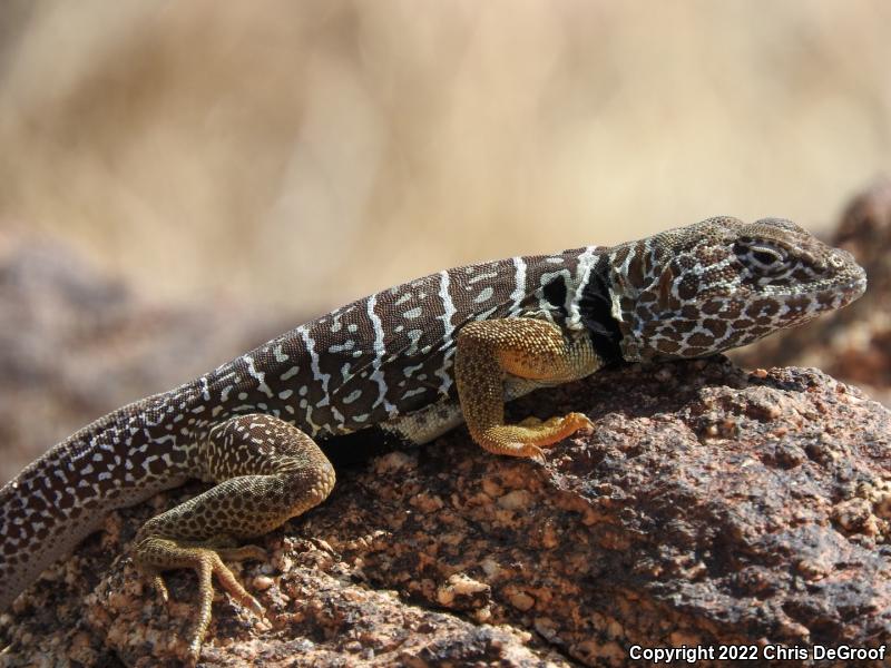 Baja California Collared Lizard (Crotaphytus vestigium)