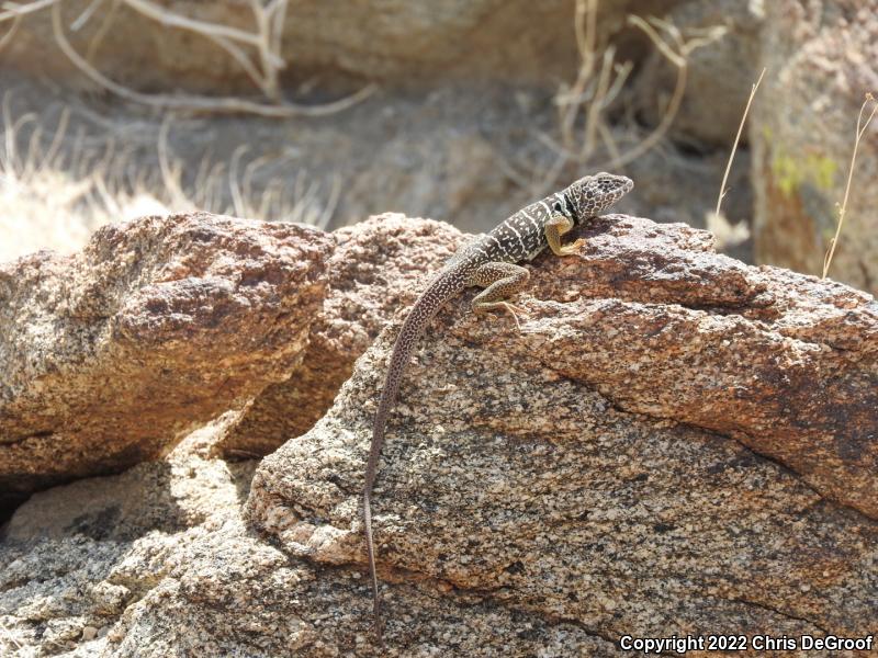 Baja California Collared Lizard (Crotaphytus vestigium)