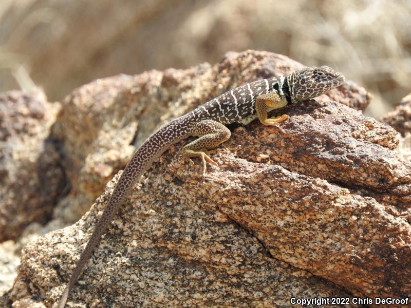 Baja California Collared Lizard (Crotaphytus vestigium)