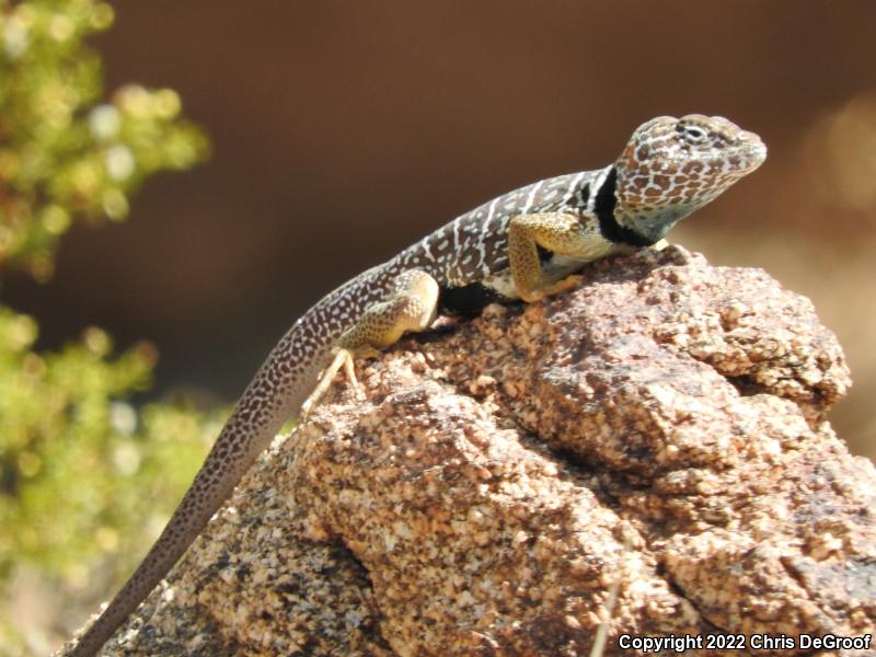 Baja California Collared Lizard (Crotaphytus vestigium)