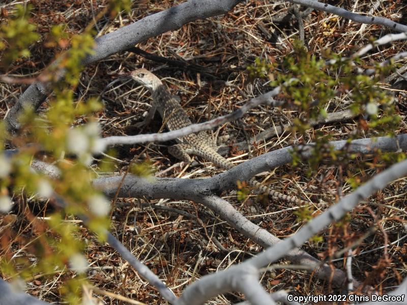 Northern Desert Iguana (Dipsosaurus dorsalis dorsalis)