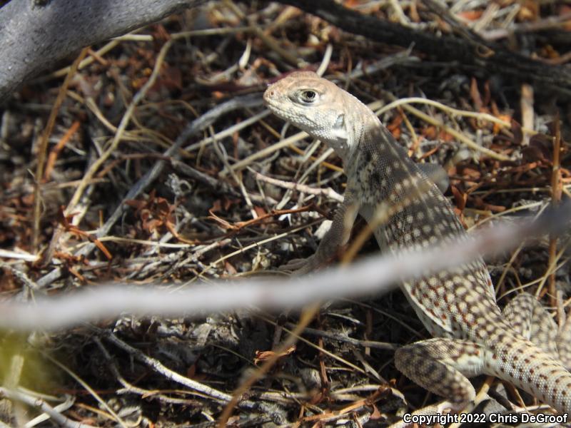 Northern Desert Iguana (Dipsosaurus dorsalis dorsalis)