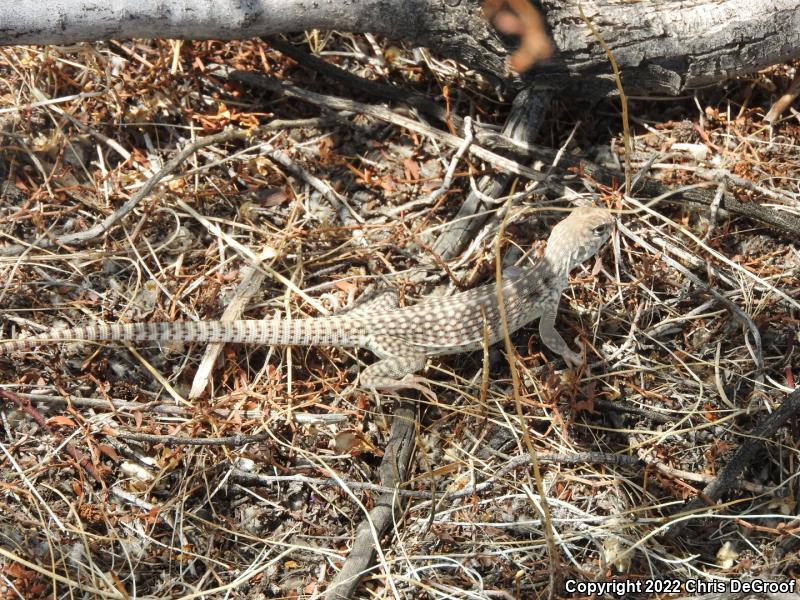 Northern Desert Iguana (Dipsosaurus dorsalis dorsalis)