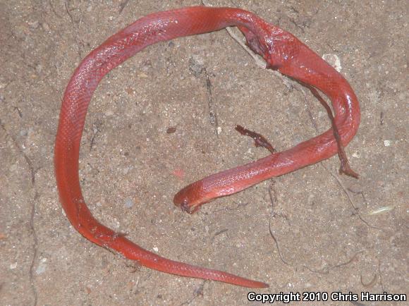 Freminville's Scorpion-eating Snake (Stenorrhina freminvillei)