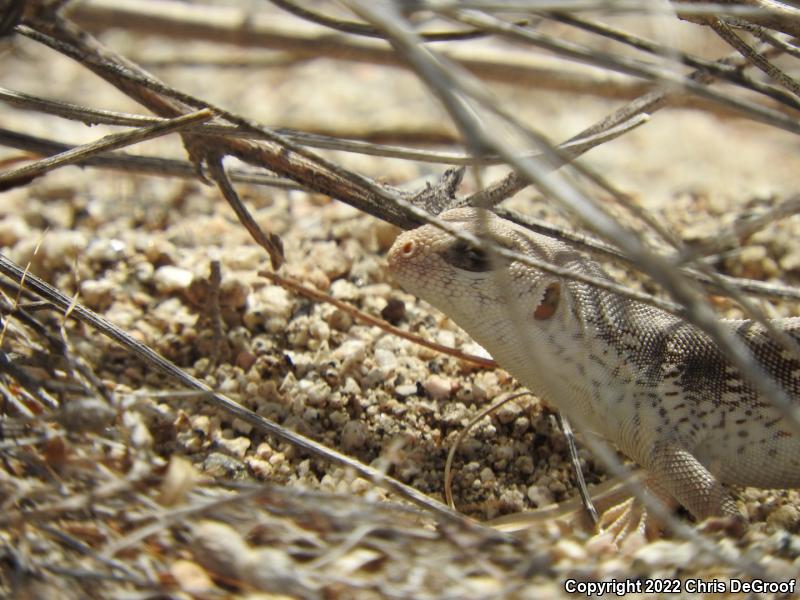 Northern Desert Iguana (Dipsosaurus dorsalis dorsalis)