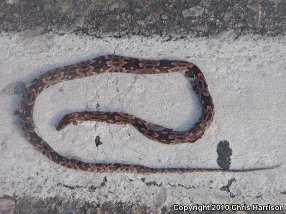 Western Lyresnake (Trimorphodon biscutatus biscutatus)