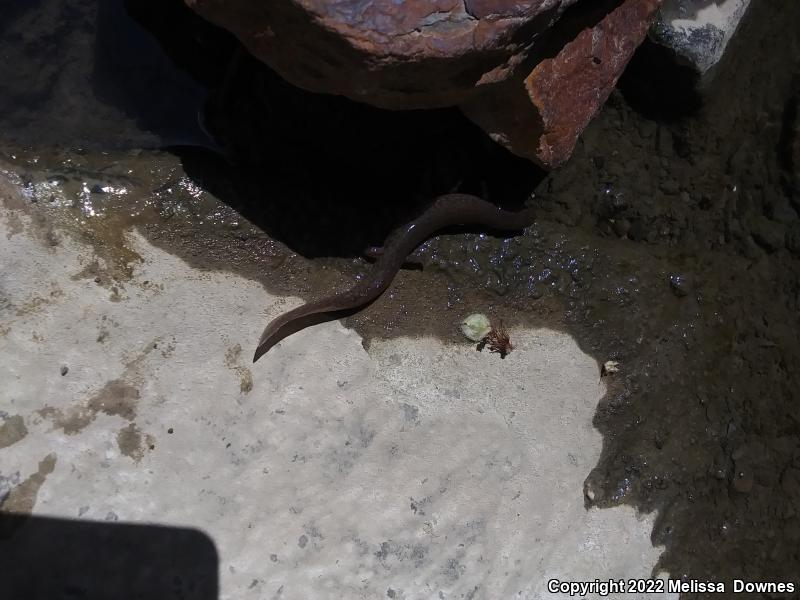 Spring Salamander (Gyrinophilus porphyriticus)