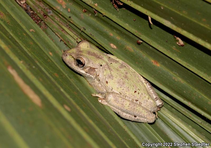 Cuban Treefrog (Osteopilus septentrionalis)