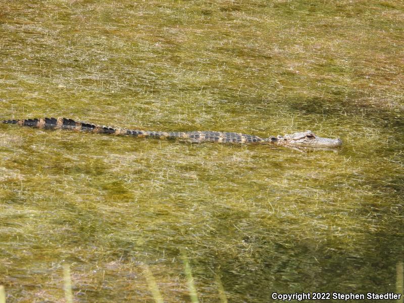 American Alligator (Alligator mississippiensis)