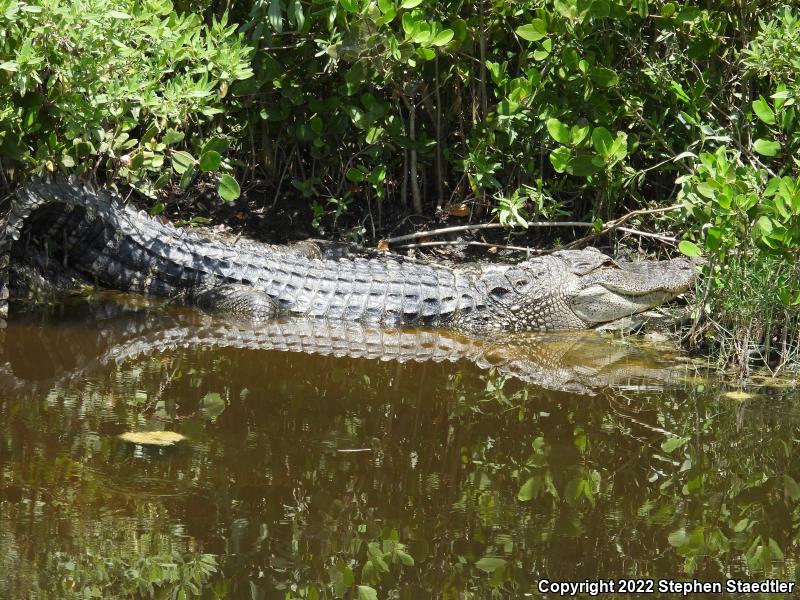 American Alligator (Alligator mississippiensis)