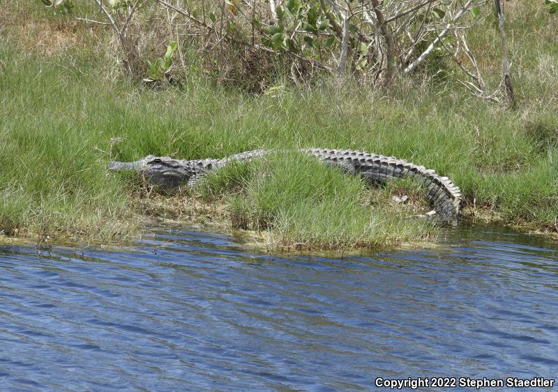 American Alligator (Alligator mississippiensis)