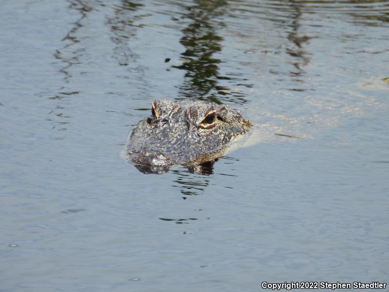 American Alligator (Alligator mississippiensis)