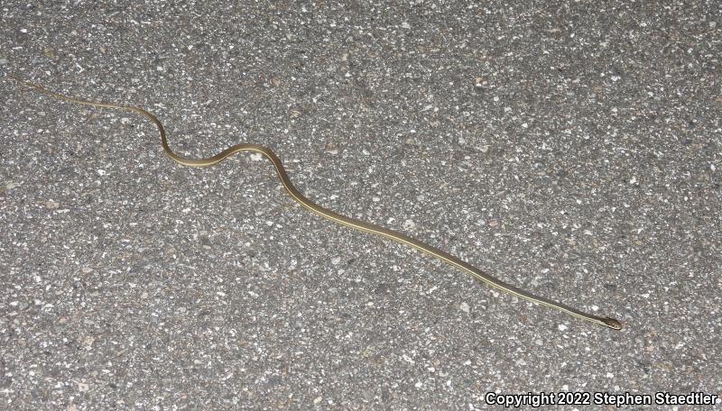 Peninsula Ribbonsnake (Thamnophis sauritus sackenii)