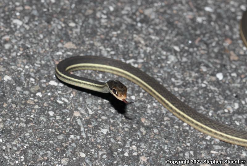 Peninsula Ribbonsnake (Thamnophis sauritus sackenii)