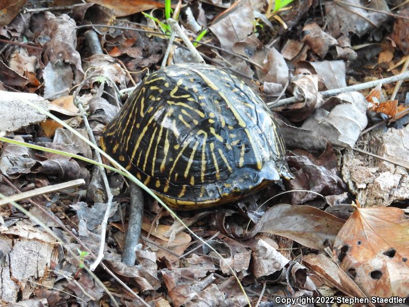 Florida Box Turtle (Terrapene carolina bauri)