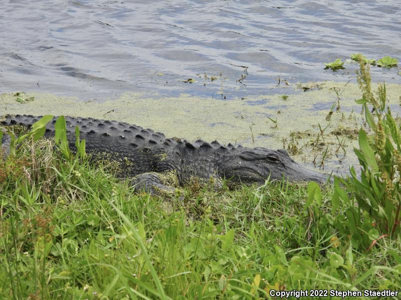 American Alligator (Alligator mississippiensis)