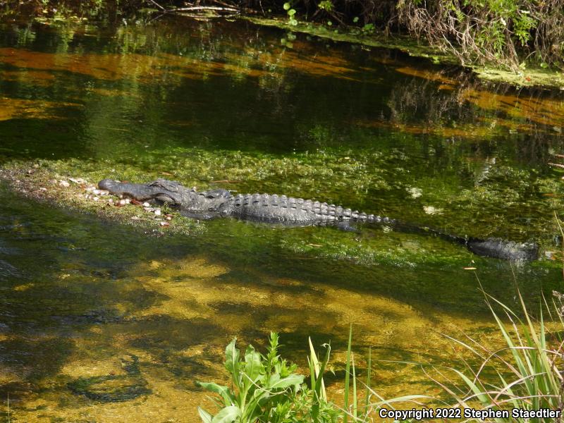 American Alligator (Alligator mississippiensis)