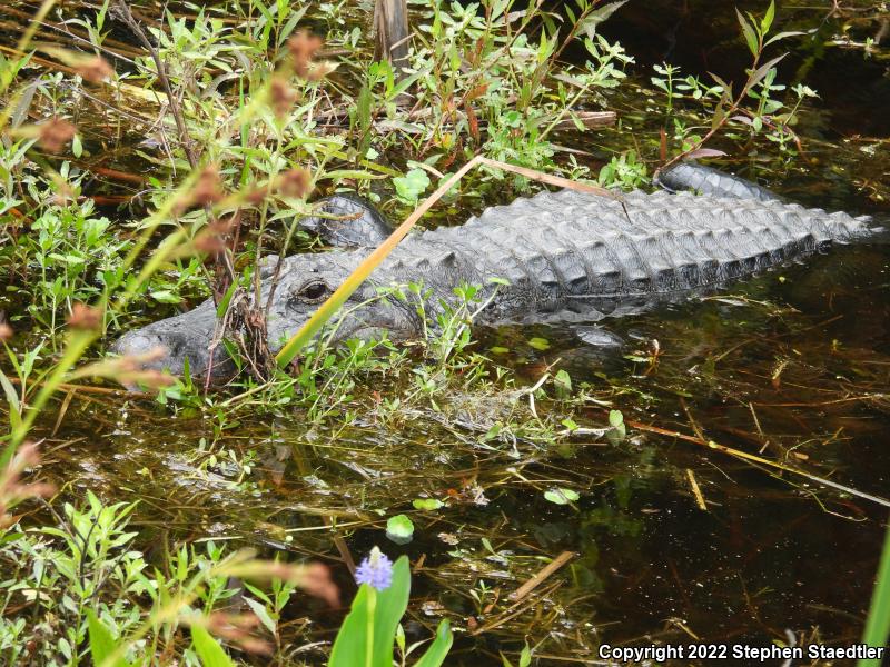 American Alligator (Alligator mississippiensis)