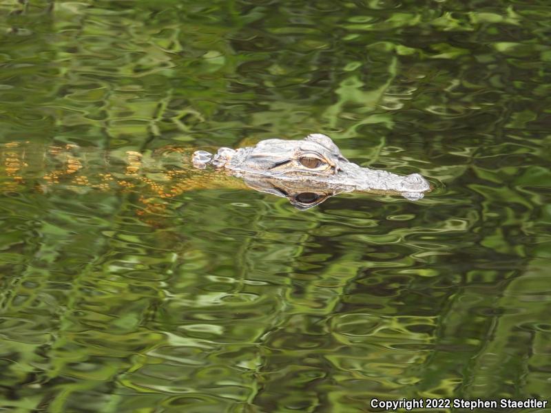 American Alligator (Alligator mississippiensis)