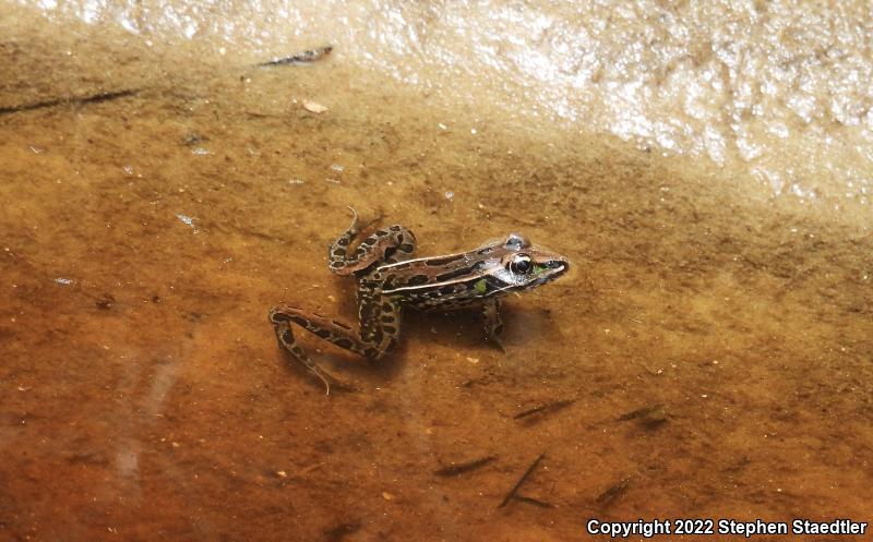 Florida Leopard Frog (Lithobates sphenocephalus sphenocephalus)