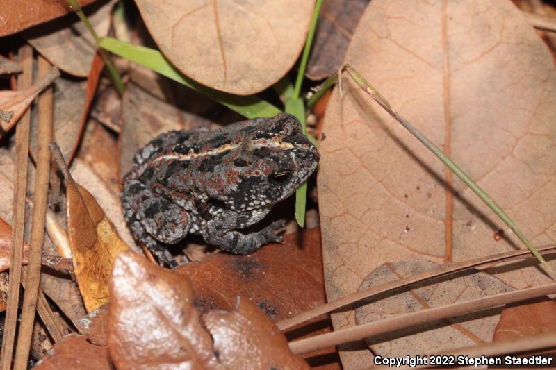 Oak Toad (Anaxyrus quercicus)