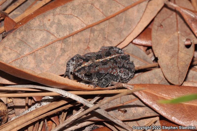 Oak Toad (Anaxyrus quercicus)