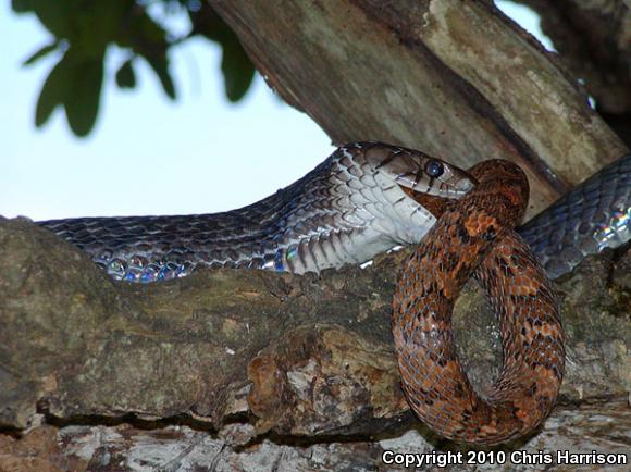 Western Lyresnake (Trimorphodon biscutatus biscutatus)