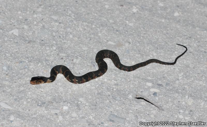 Banded Watersnake (Nerodia fasciata fasciata)