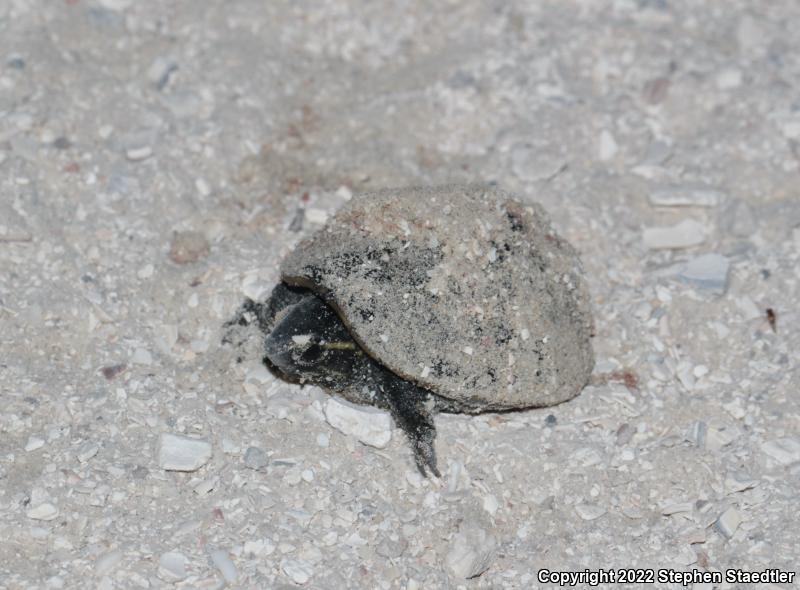 Striped Mud Turtle (Kinosternon baurii)