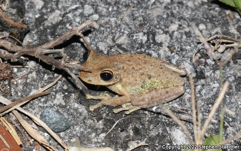 Cuban Treefrog (Osteopilus septentrionalis)