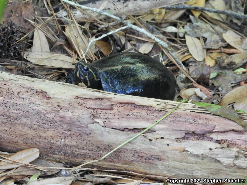 Striped Mud Turtle (Kinosternon baurii)