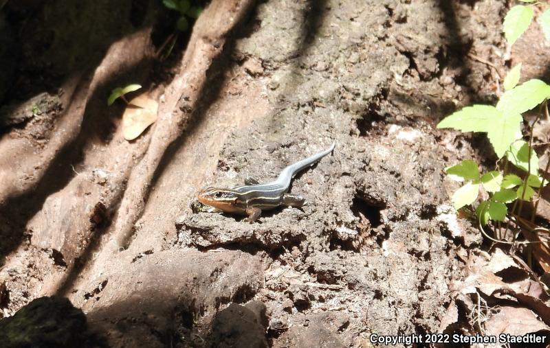 Southeastern Five-lined Skink (Plestiodon inexpectatus)