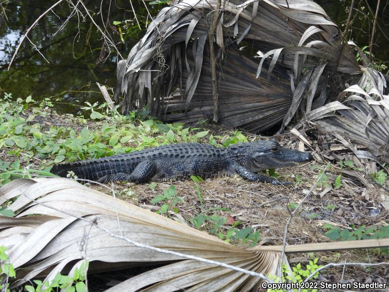 American Alligator (Alligator mississippiensis)