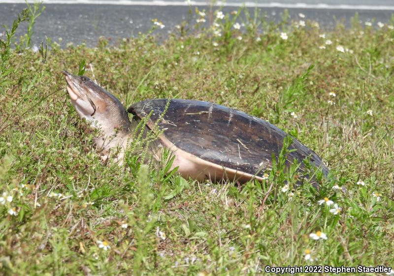 Florida Softshell (Apalone ferox)