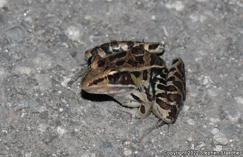 Florida Leopard Frog (Lithobates sphenocephalus sphenocephalus)