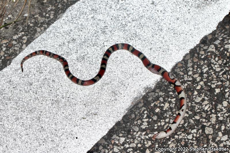 Florida Scarletsnake (Cemophora coccinea coccinea)