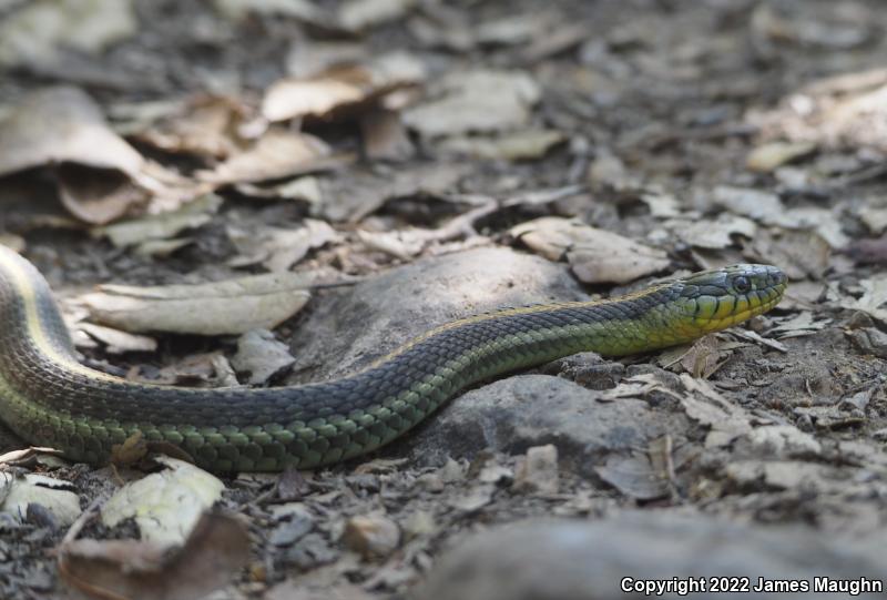 Santa Cruz Gartersnake (Thamnophis atratus atratus)