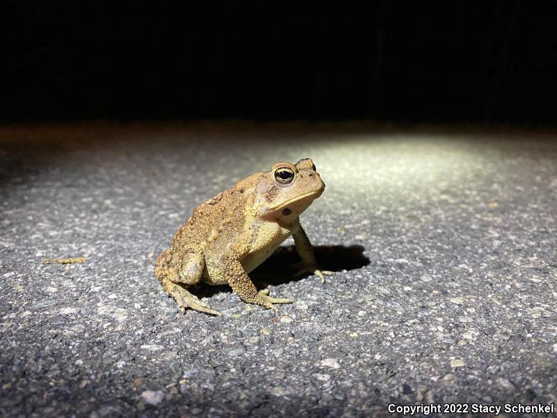 American Toad (Anaxyrus americanus)