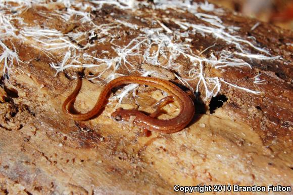 Chamberlain's Dwarf Salamander (Eurycea chamberlaini)