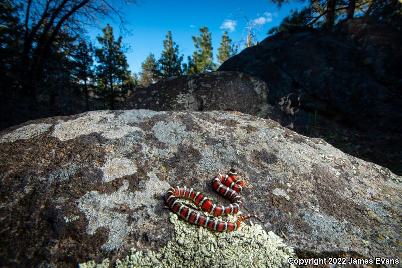 San Diego Mountain Kingsnake (Lampropeltis zonata pulchra)