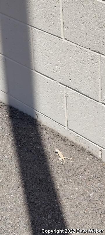 Sonoran Zebra-tailed Lizard (Callisaurus draconoides inusitatus)