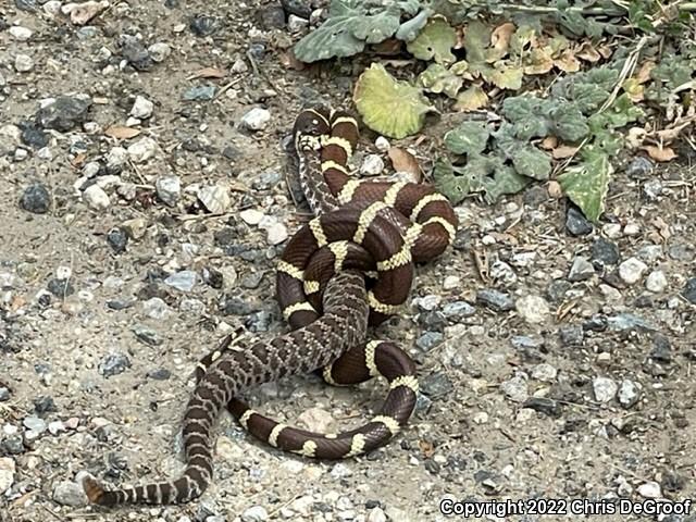 California Kingsnake (Lampropeltis getula californiae)