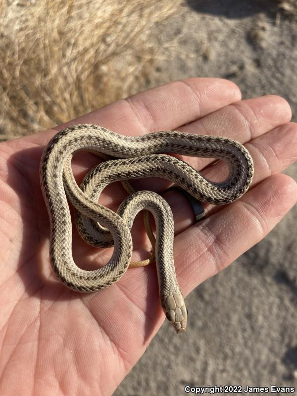 Desert Patch-nosed Snake (Salvadora hexalepis hexalepis)