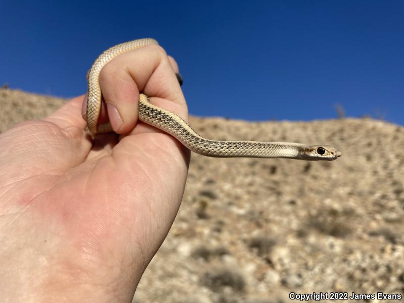 Desert Patch-nosed Snake (Salvadora hexalepis hexalepis)