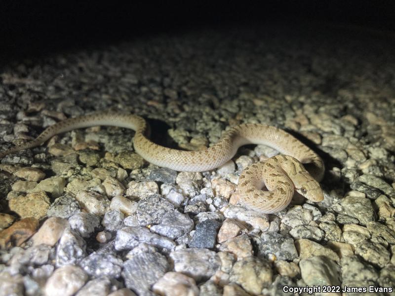 Desert Glossy Snake (Arizona elegans eburnata)